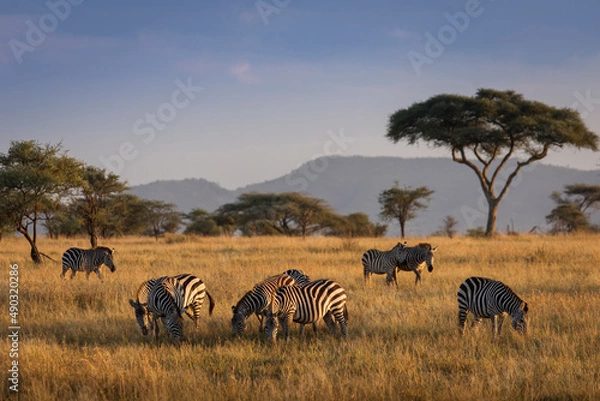 Fototapeta Afrykańskie zebry w pięknym krajobrazie podczas Sunrise Safari w Parku Narodowym Serengeti. Tanzania. Dzika natura Afryki ..