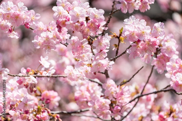 Fototapeta 桜の花