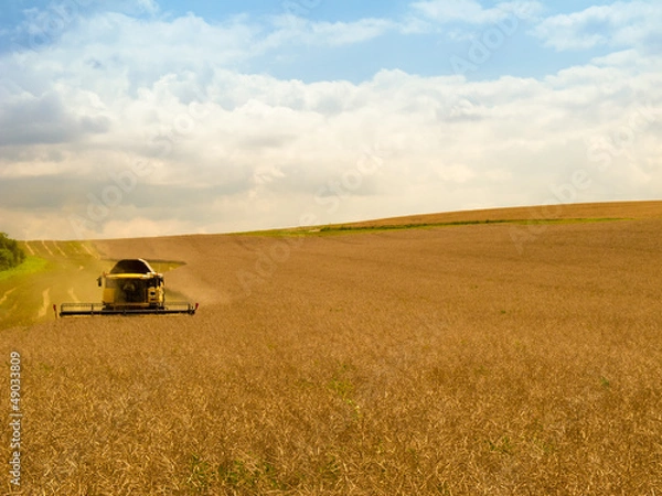 Fototapeta Rapsernte 2