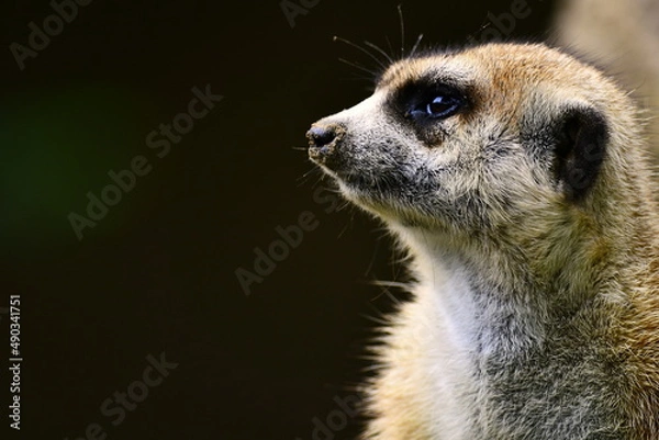 Fototapeta meerkat