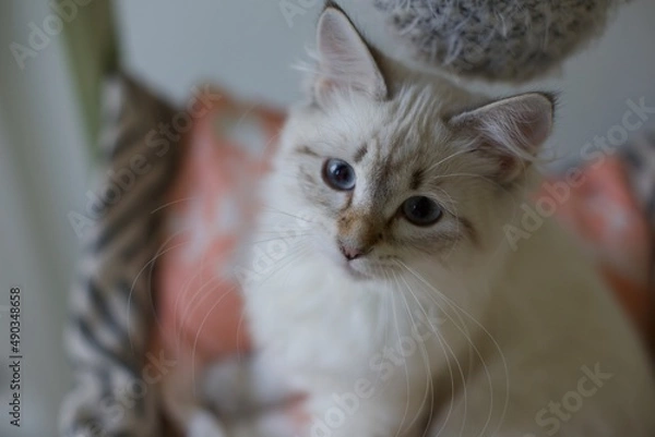 Fototapeta Cute Neva masquerade kitten with tappy mask coat