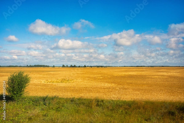 Obraz Blue sky with a clouds over field of wheat, Ukraine