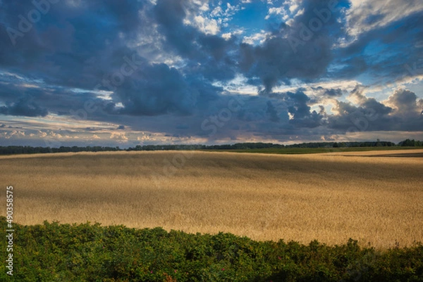 Obraz Blue sky with a clouds over field of wheat, Ukraine