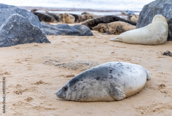Obraz seal on the beach