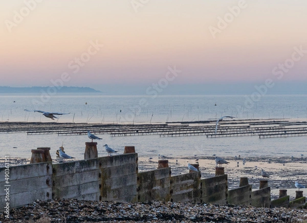 Obraz oyster farm and seagulls in a sunset