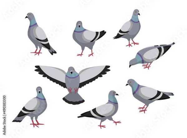 Fototapeta Pigeon in different poses cartoon illustration set. Flock of cute colorful doves flying, eating, sitting, flapping wings on white background. Animal, flying creature, bird concept