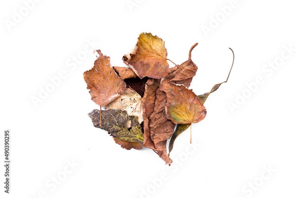 Fototapeta Dry fallen leaves isolated on the white background. Top view.