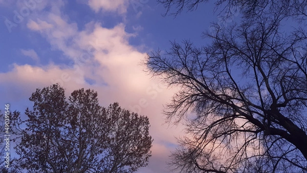 Fototapeta two wreaths of trees seen on a phoenix in the deep sky cloud: