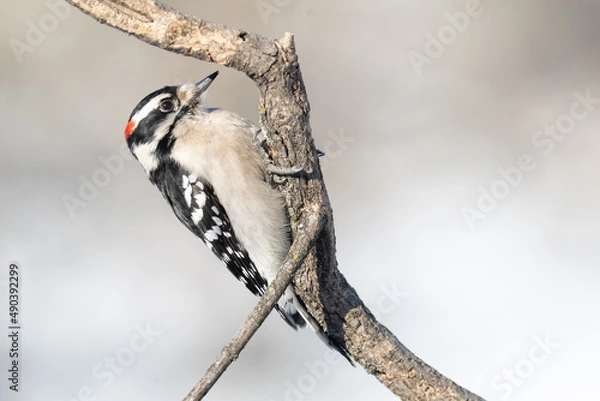 Fototapeta Pic mineur perché