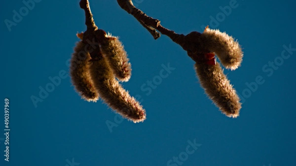 Obraz urchin on black