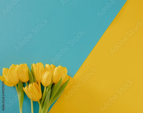 Fototapeta fresh easter yellow jungle gardening tulips flat lay on the desk against blue background with copyspace. spring minimalism