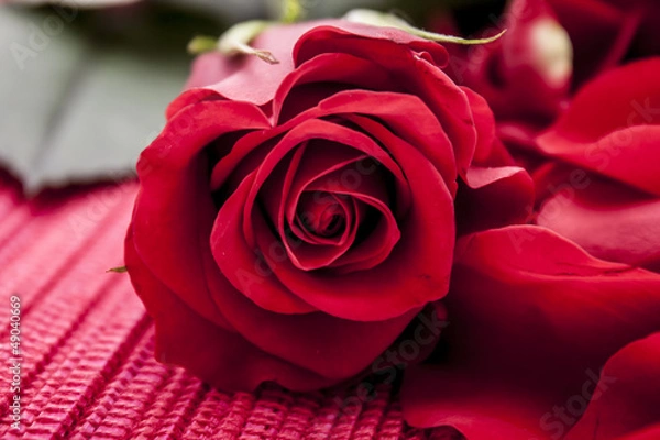 Obraz czerwona róża