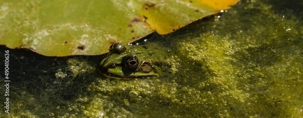Fototapeta Sumpffrosch