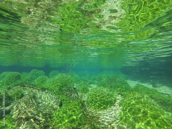 Obraz algae in silver river