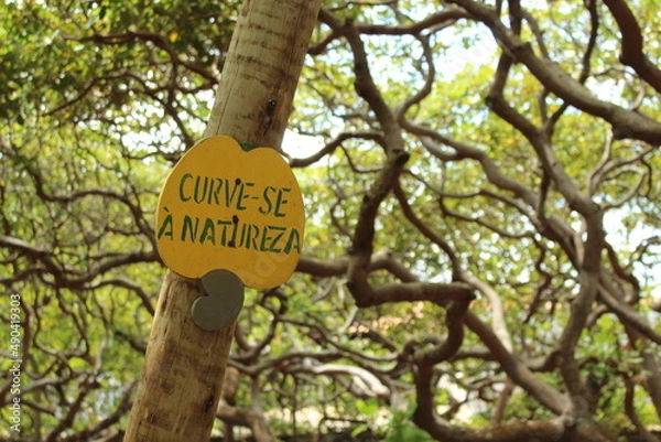 Obraz sign on a cashew tree
