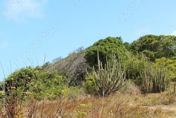 Obraz cactus near the beach