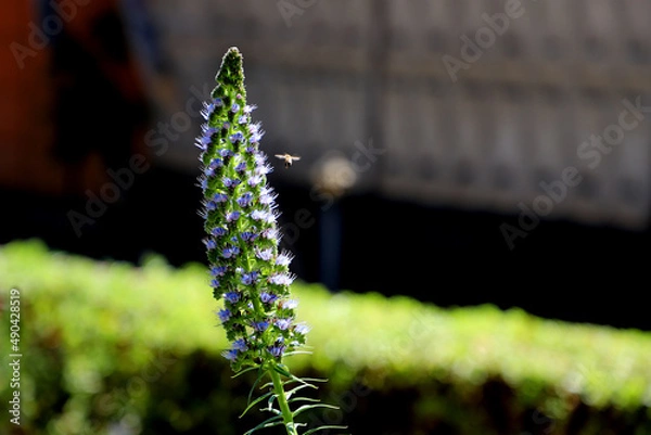 Obraz Young Echium candicans, the pride of Madeira with honey bee flying.