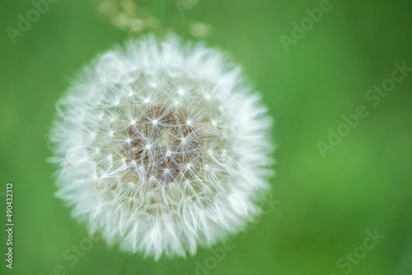 Fototapeta Dandelion