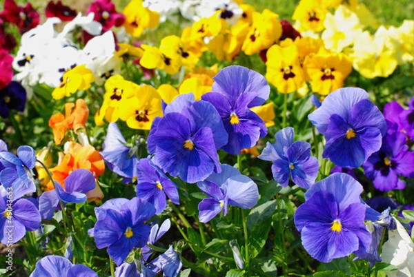 Obraz Violas