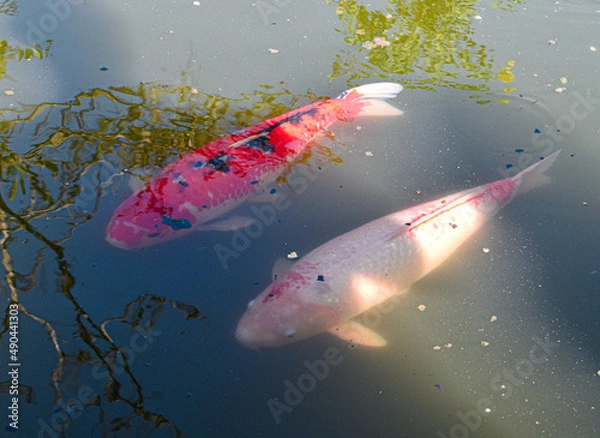 Obraz koi fish in the water