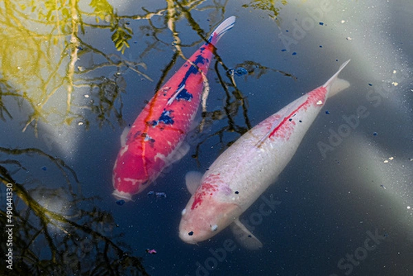 Obraz red fish in the water