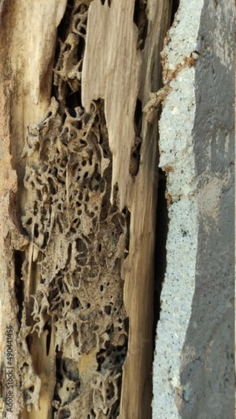 Obraz Termite nest inside the wood