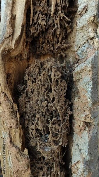 Obraz Termite nest inside the wood