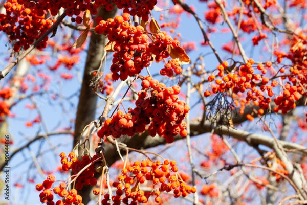 Obraz red autumn leaves