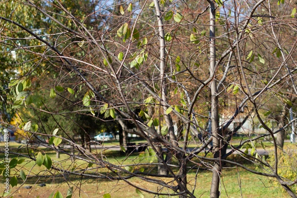 Obraz leopard in the woods