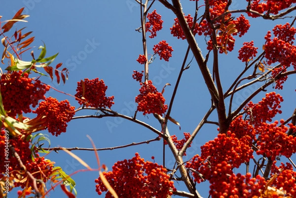 Fototapeta red autumn leaves