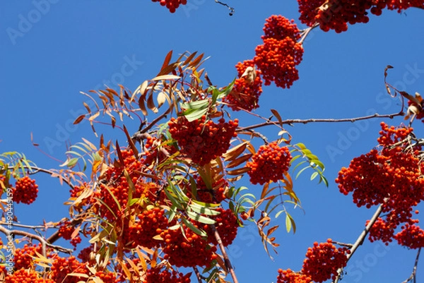 Obraz red berries on a branch