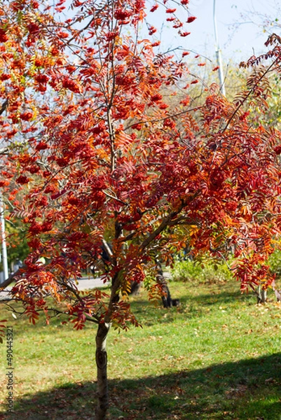 Obraz autumn in the park