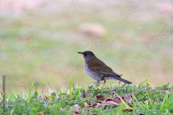 Obraz 餌を探して地面を歩くシロハラ