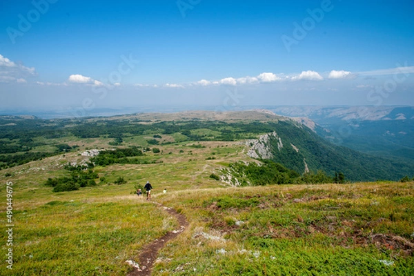 Fototapeta cows in the mountains