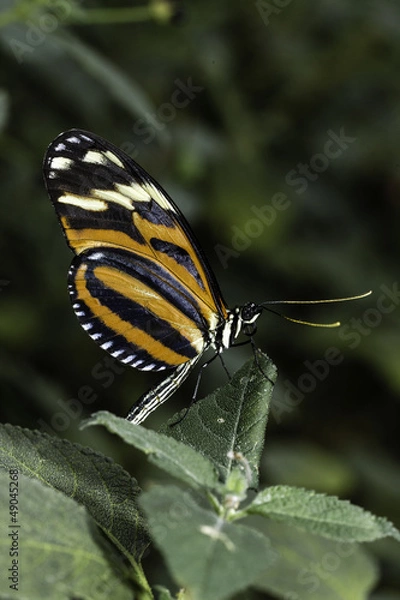 Obraz Tigerwing Butterfly