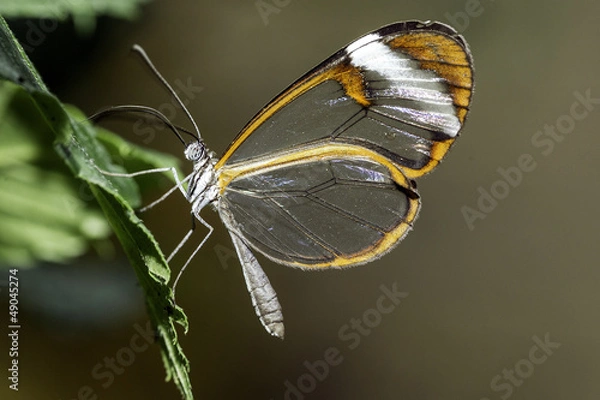 Fototapeta Greta oto (Clearwing)