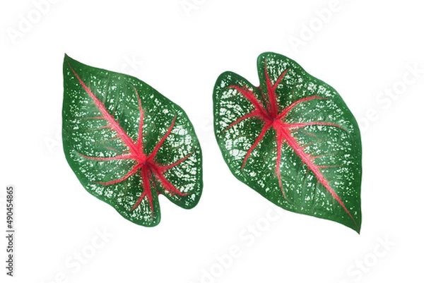 Fototapeta queen of leaves Strange colors and patterns against a white background.