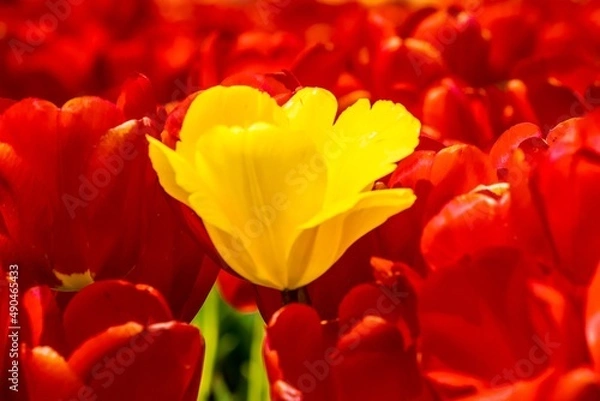 Fototapeta red and yellow tulips