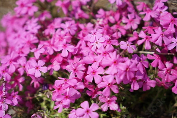 Obraz 芝桜（シバザクラ）
