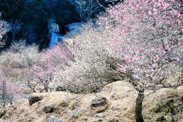 Fototapeta 春を告げる梅の開花