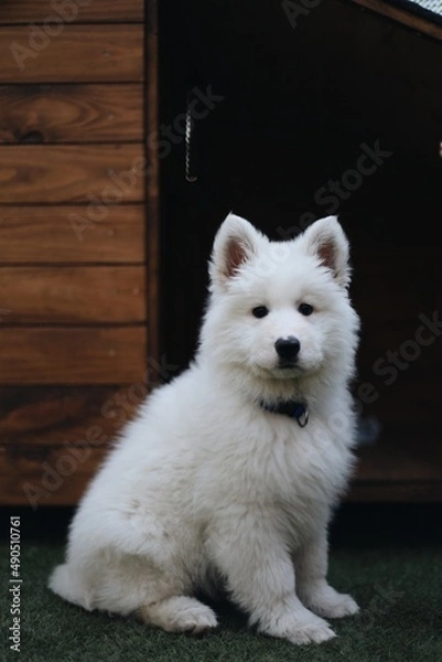 Obraz white pomeranian dog