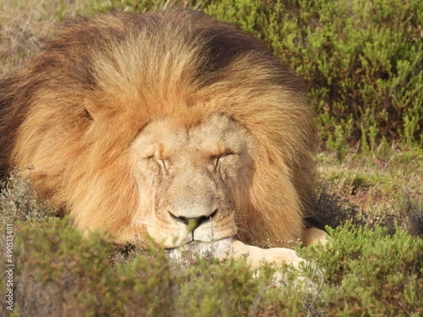 Obraz garden route game lodge 