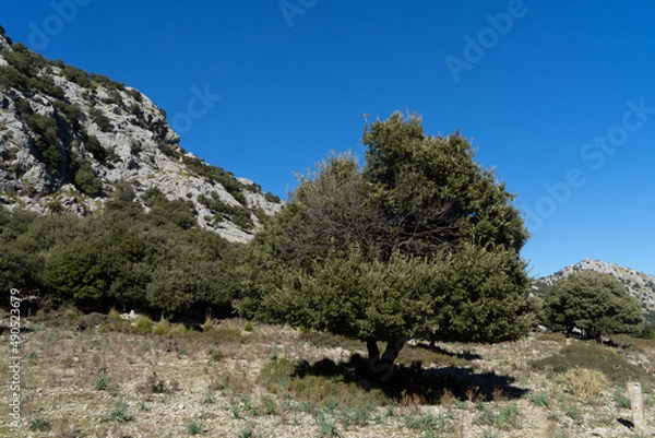 Obraz Embassament de Cúber Refugio de Cúber Mallorca Spanien