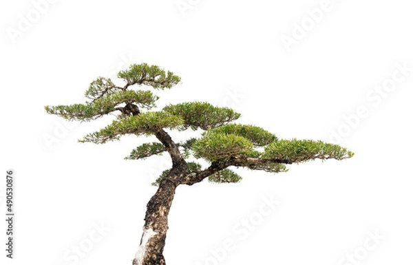 Obraz Pine trees on a white background