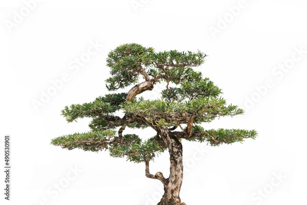 Obraz Pine trees on a white background