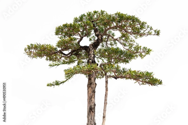 Obraz Pine trees on a white background