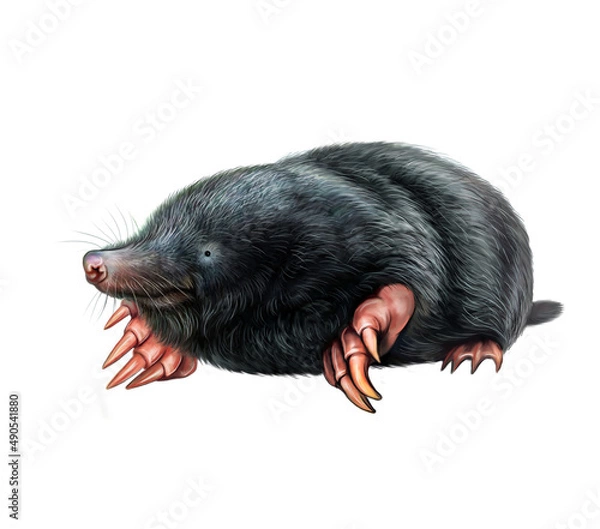 Obraz Mole (Talpidae)