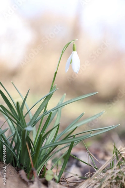 Obraz snowdrops detail in the spring
