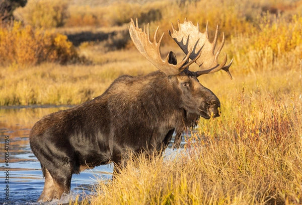 Fototapeta Bull Moose During the Rut in Wyoming in Autumn