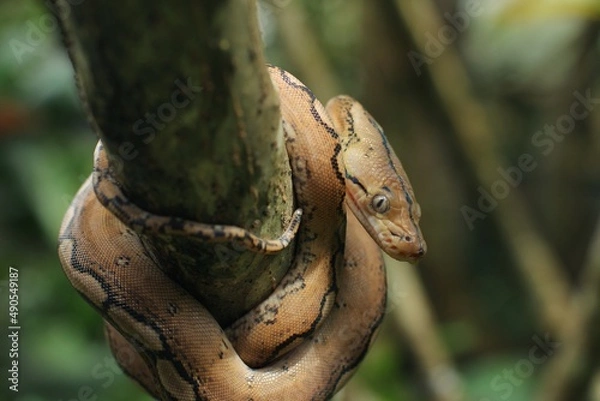 Fototapeta Platinum motley reticulated pythons is reticulated python